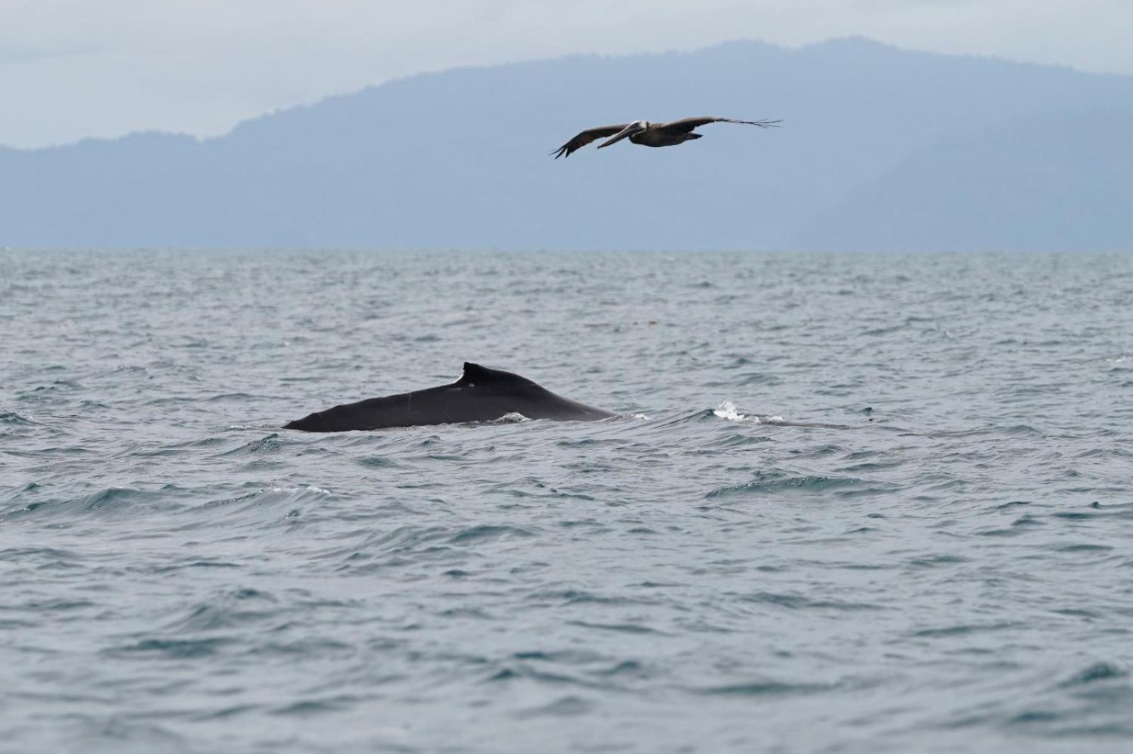 Вилла Dolphin Quest Costa Rica Piedras Blancas Экстерьер фото